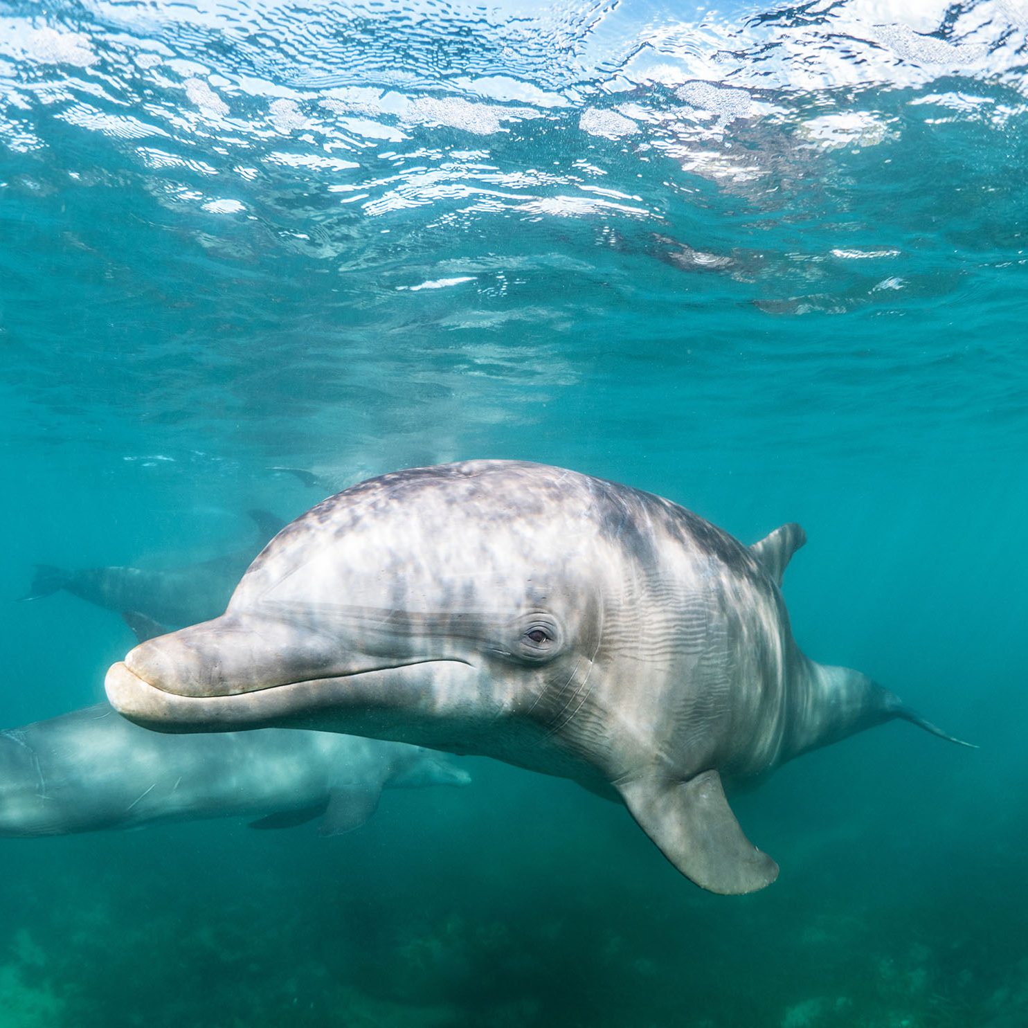 Dolphins at Pumula Beach Hotel